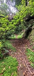Plants: image 9 Of 208 Thumb